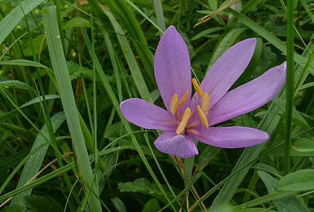 jesienka obyčajná Colchicum autumnale