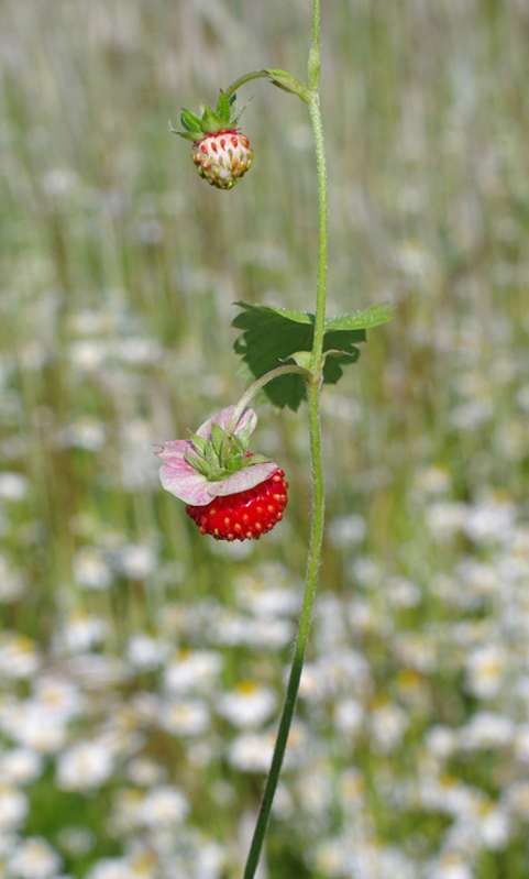 jahoda obyčajná Fragaria vesca L.