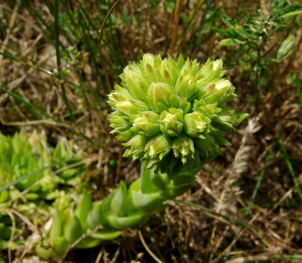 skalničník guľkovitý  Jovibarba globifera subsp. preissiana (Domin) Letz, ined.