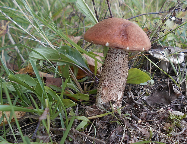 kozák Leccinum sp.