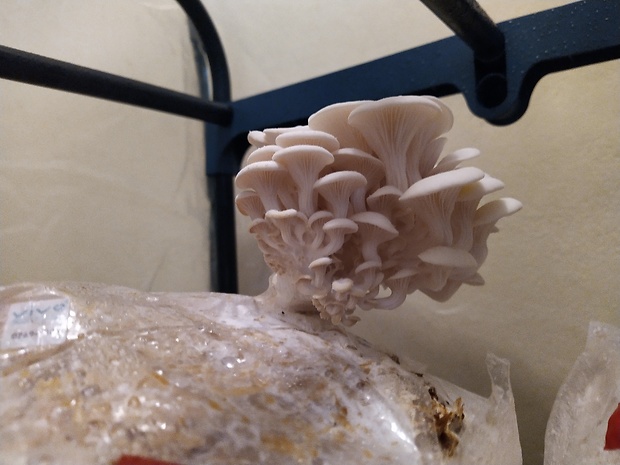 hliva Pleurotus sp.