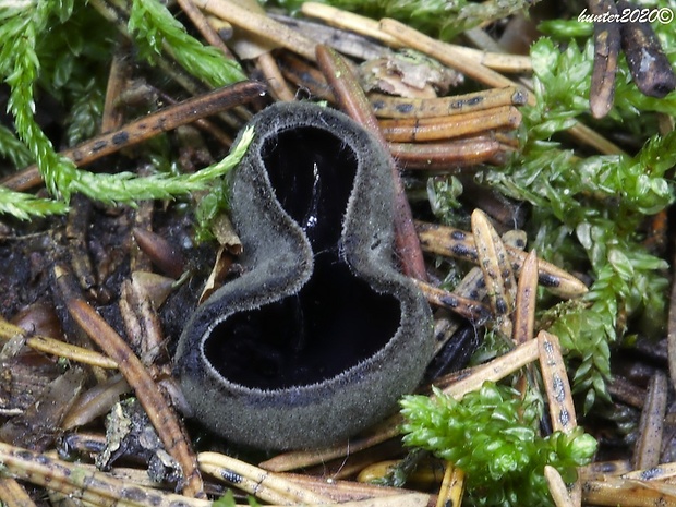 misôčka Pseudoplectania sp.