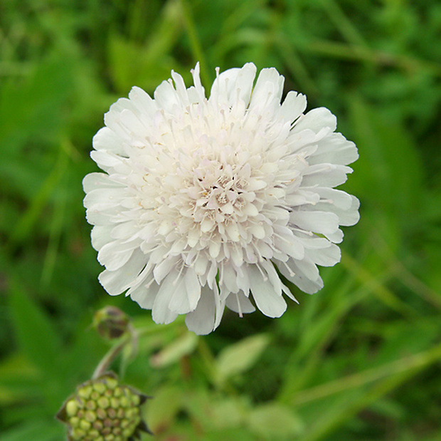 hlaváč žltkastý Scabiosa ochroleuca L.