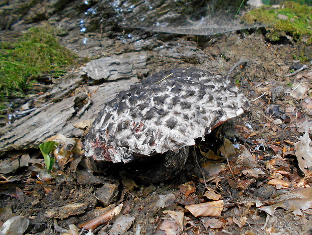 šiškovec šupinatý Strobilomyces strobilaceus (Scop.) Berk.