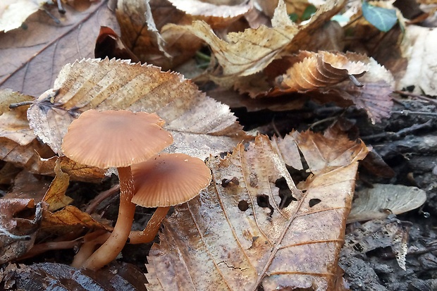 smeťovka zimná Tubaria furfuracea (Pers.) Gillet