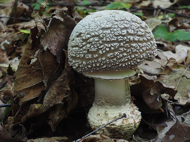 muchotrávka hrubá Amanita excelsa (Fr.) Bertill.