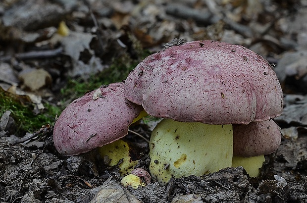 hríb kráľovský Butyriboletus regius (Krombh.) D. Arora & J.L. Frank