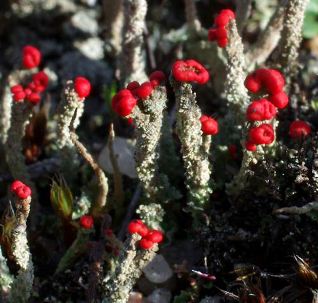 dutohlávka Flörkeho Cladonia floerkeana (Fr.) Flörke