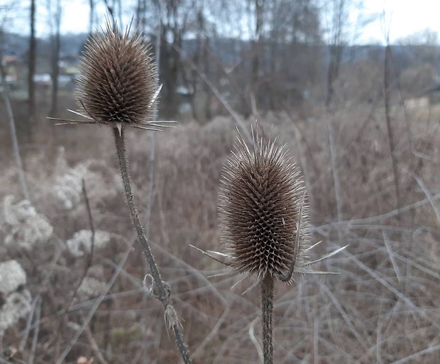 štetka lesná Dipsacus fullonum L.