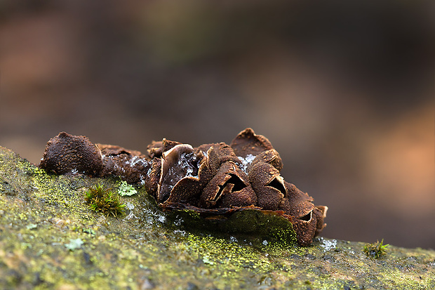 dutinovka otrubnatá Encoelia furfuracea (Roth) P. Karst.