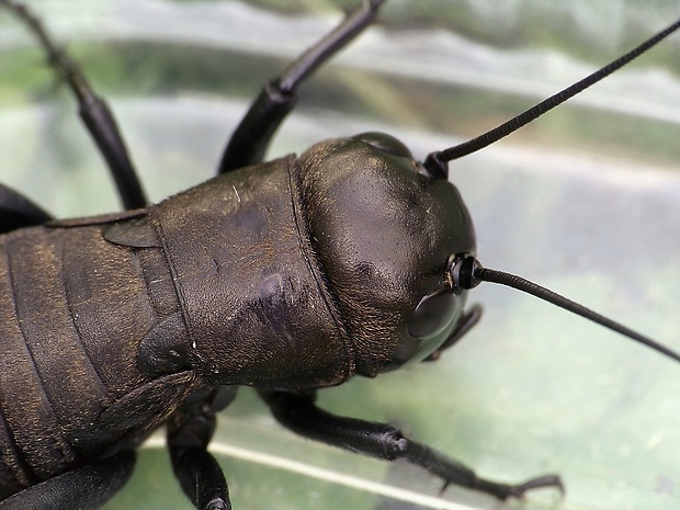 svrček poľný Gryllus campestris