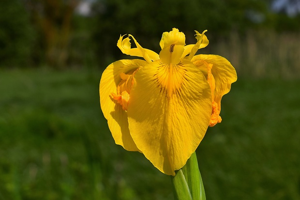 kosatec žltý Iris pseudacorus L.