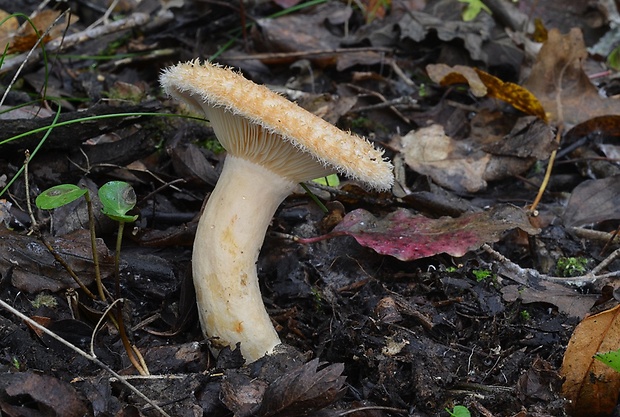 rýdzik Maireov Lactarius mairei Malençon