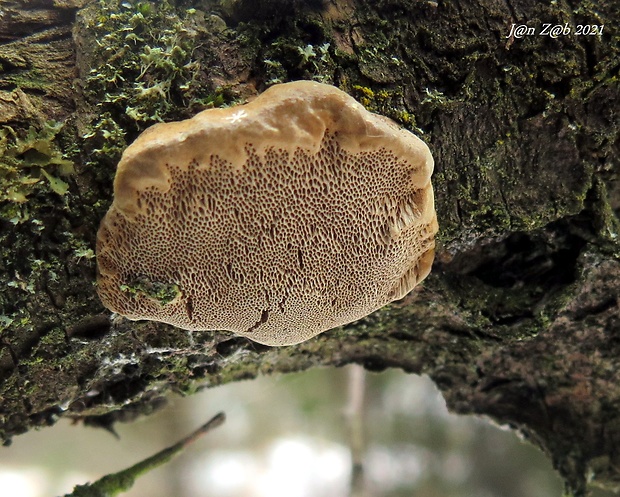 ohňovec slivkový Phellinus pomaceus (Pers.) Maire