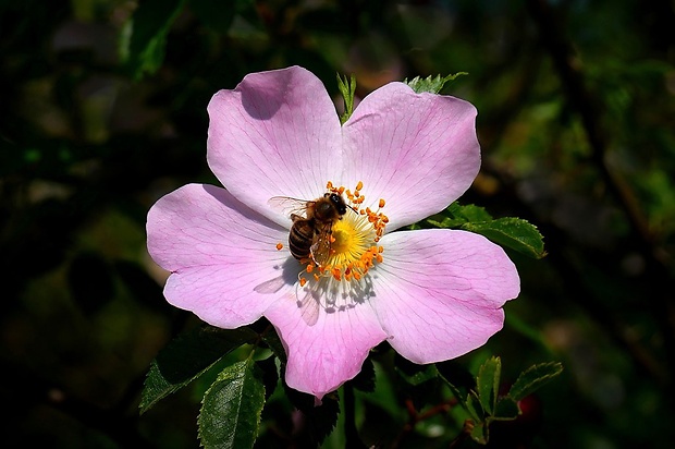 ruža šípová Rosa canina L.