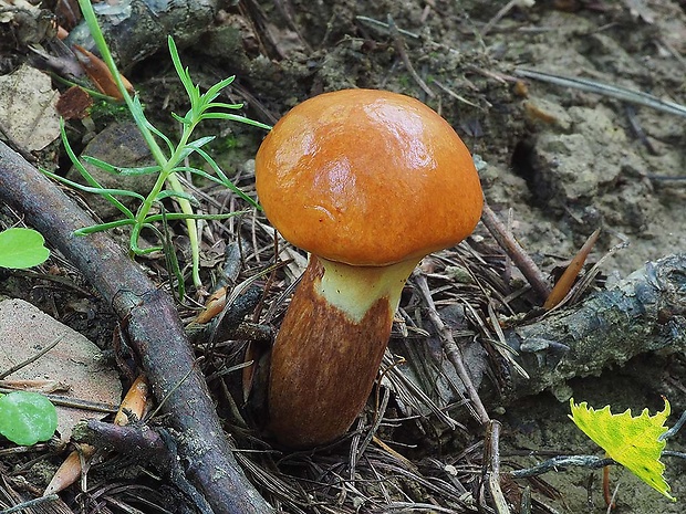 masliak smrekovcový Suillus grevillei (Klotzsch) Singer