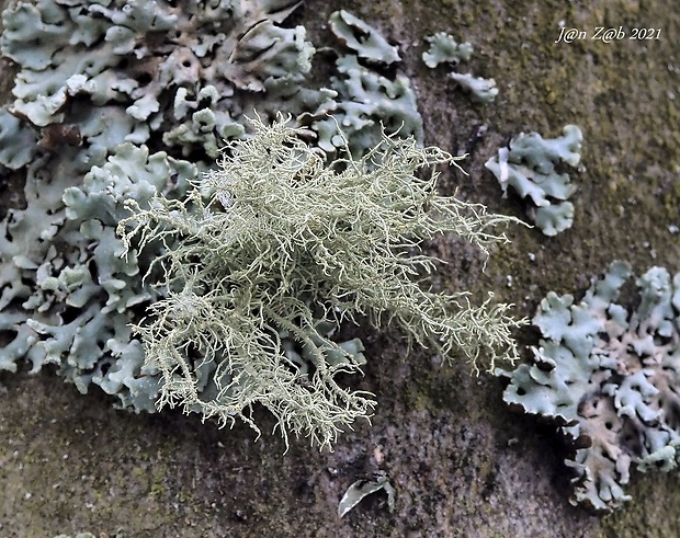 bradatec Usnea lapponica Vain.