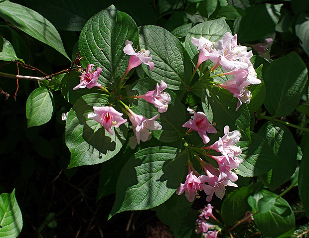 vajgelia ružová Weigela florida (Bunge) A.DC.