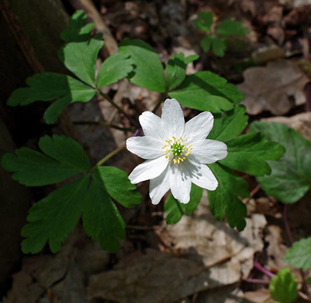 veternica hájna Anemone nemorosa L.