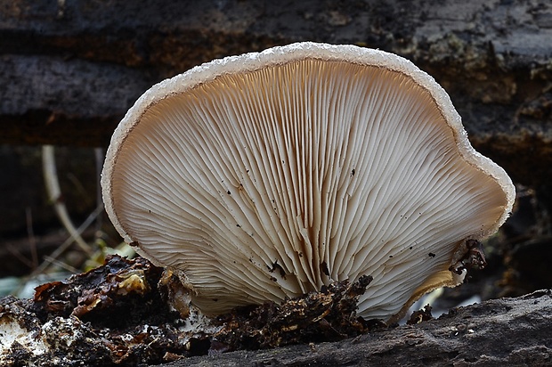 lastúrka plstnatá Hohenbuehelia mastrucata (Fr.) Singer