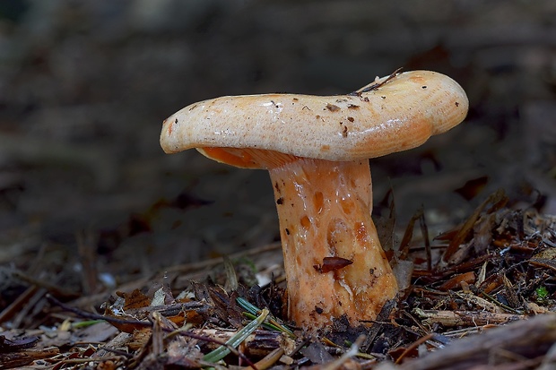 rýdzik jedľový Lactarius salmonicolor R. Heim & Leclair