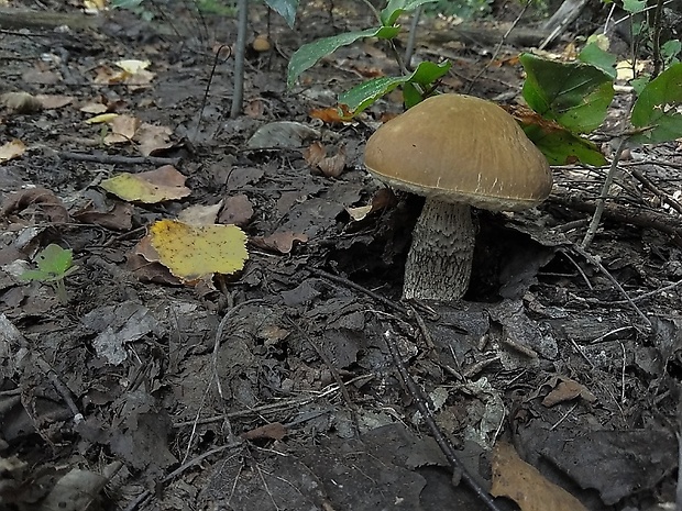 kozák hrabový Leccinum pseudoscabrum (Kallenb.) Šutara