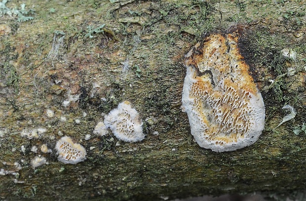 voskopórovček živicový Resiniporus resinascens (Romell) Zmitr.