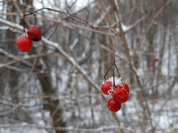 kalina obyčajná Viburnum opulus L.