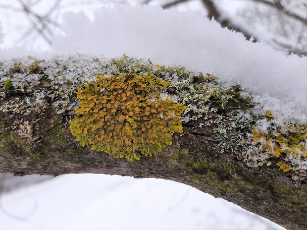 diskovník múrový Xanthoria parietina var. parietina (L.) Th. Fr.