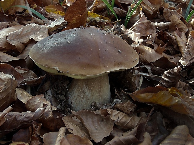 hríb smrekový Boletus edulis Bull.