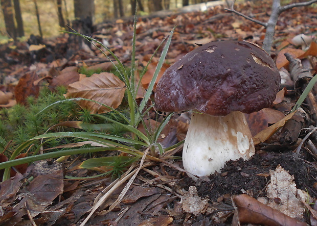 hríb sosnový Boletus pinophilus Pil. et Dermek in Pil.