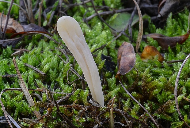 kyjačik Clavaria tenuipes Berk. & Broome