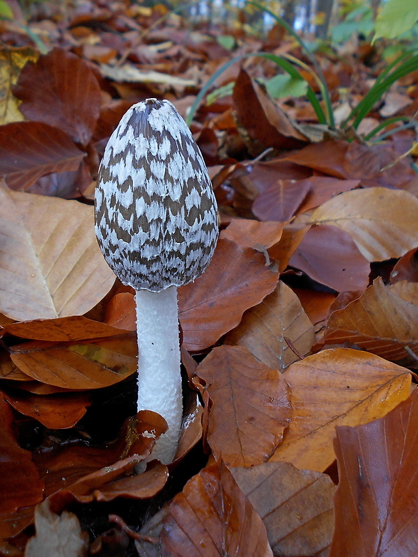 hnojník strakatý Coprinopsis picacea (Bull.) Redhead, Vilgalys & Moncalvo