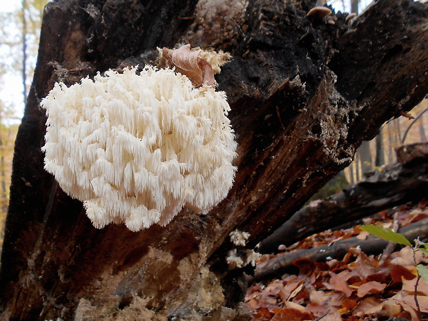 koralovec bukový Hericium coralloides (Scop.) Pers.