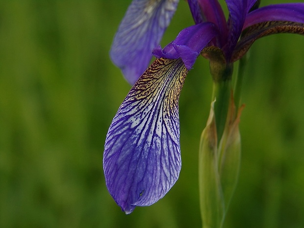 kosatec sibírsky Iris sibirica L.