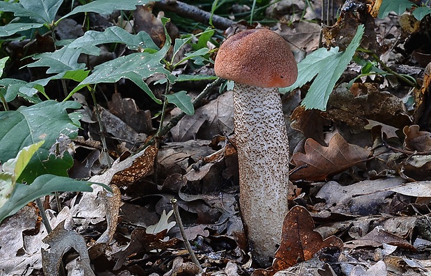 kozák dubový Leccinum aurantiacum (Bull.) Gray