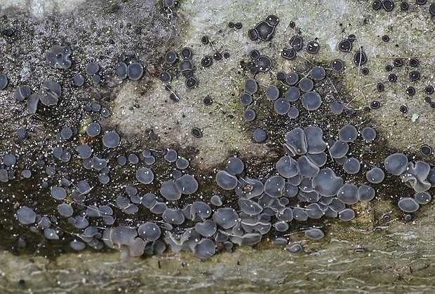 molízia Mollisia sp.