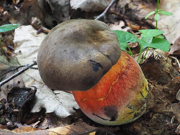 hríb zrnitohlúbikový Sutorius luridiformis (Rostk.) G. Wu & Zhu L. Yang