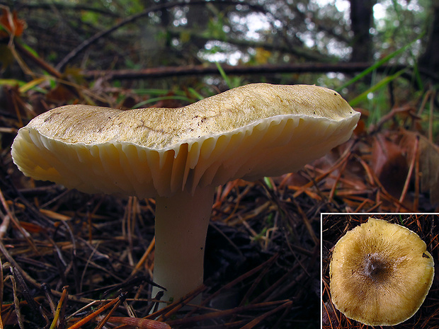 čírovka sírovožltá ??? Tricholoma cf. sulphureum ???