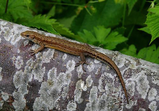 jašterica živorodá Zootoca vivipara