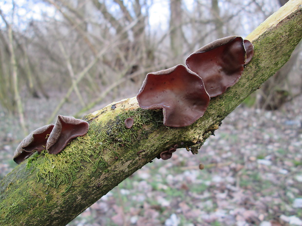 uchovec bazový Auricularia auricula-judae (Bull.) Quél.