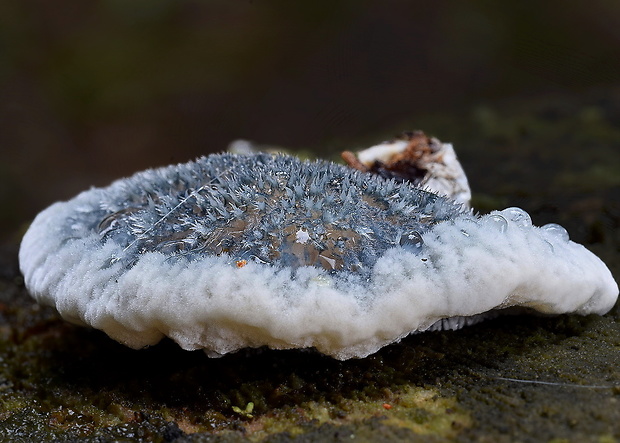 šťavnatec modrastý Cyanosporus caesius (Schrad.) McGinty