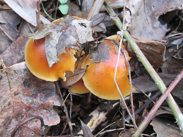 plamienka Flammulina sp.