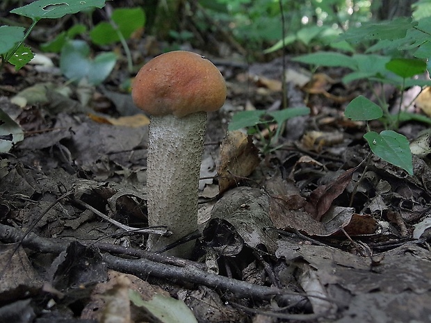 kozák osikový Leccinum albostipitatum den Bakker & Noordel.