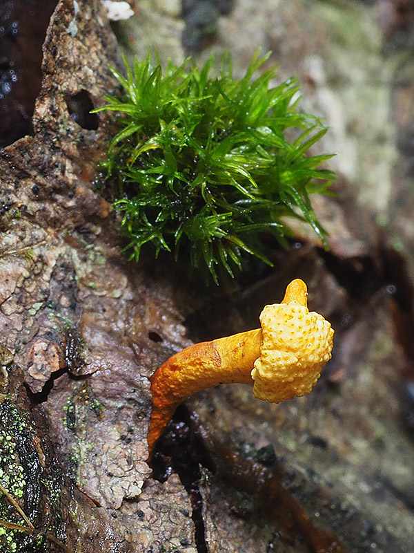 žezlovka Ophiocordyceps variabilis (Petch) G.H. Sung, J.M. Sung, Hywel-Jones & Spatafora