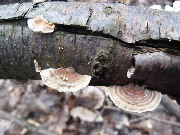 trúdnikovec pestrý Trametes versicolor (L.) Lloyd