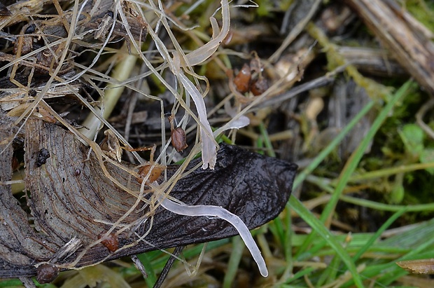 piestovka trávová Typhula incarnata Lasch