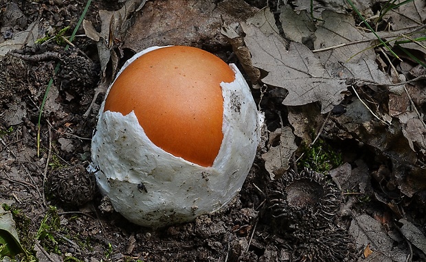 muchotrávka cisárska Amanita caesarea (Scop.) Pers.