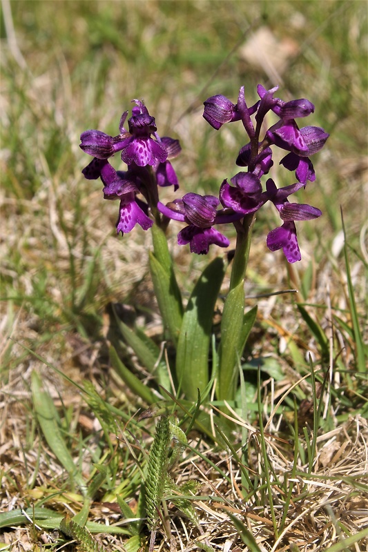 červenohlav obyčajný Anacamptis morio (L.) R. M. Bateman, A. M. Pringeon & M. W. Chase