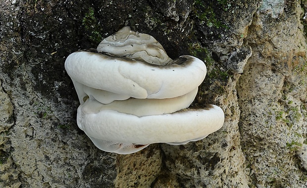 lesklokôrovka plochá Ganoderma applanatum (Pers.) Pat.